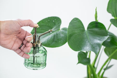 Plant Mister Green Glass