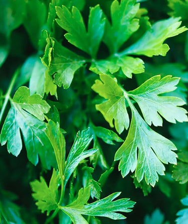 Parsley Seeds Flat Leaf
