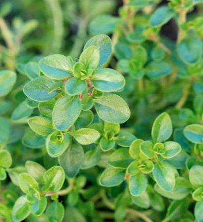 Thyme Seeds Old English