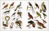 Bees Birds And Butterflies Sticker Book