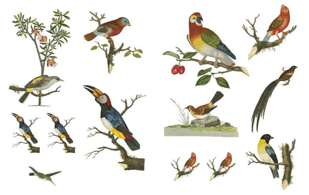 Collage The Botanical World