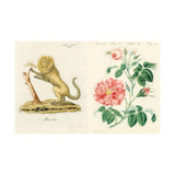 John Derian Sticker Book ll