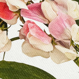 Greeting Card Pink Sweet Peas