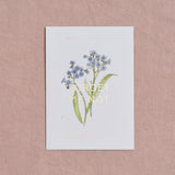 Seed Packet Forget Me Not