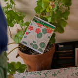 Boxed Matches Nasturtium