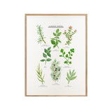 Garden Herbs Print