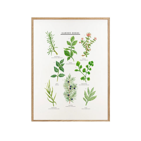 Garden Herbs Print