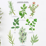 Garden Herbs Print