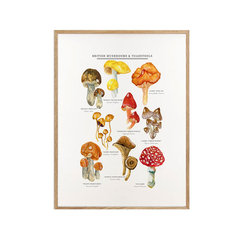 Mushrooms And Toadstools Print