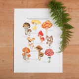 Mushrooms And Toadstools Print