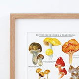 Mushrooms And Toadstools Print