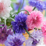 Seed Collection Baking With Flowers