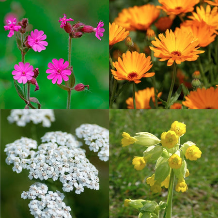 Growing Kit Flowers For Bees And Butterflies
