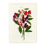 Greeting Card Mixed Sweet Peas