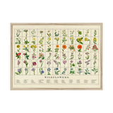 print detailing types of wildflowers on a white background