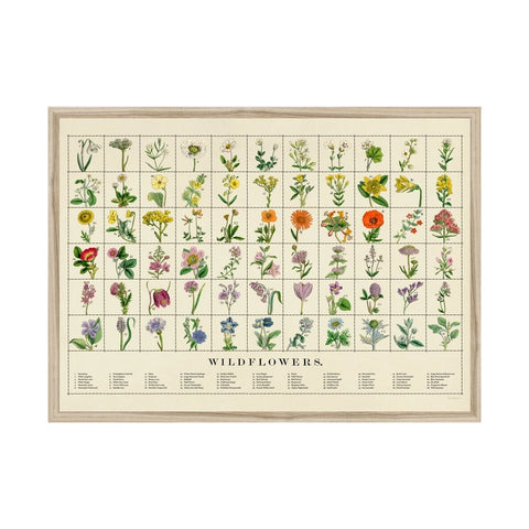 print detailing types of wildflowers on a white background