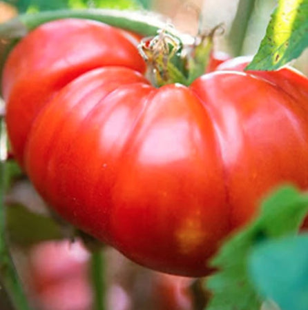 Tomato Seeds Marmande