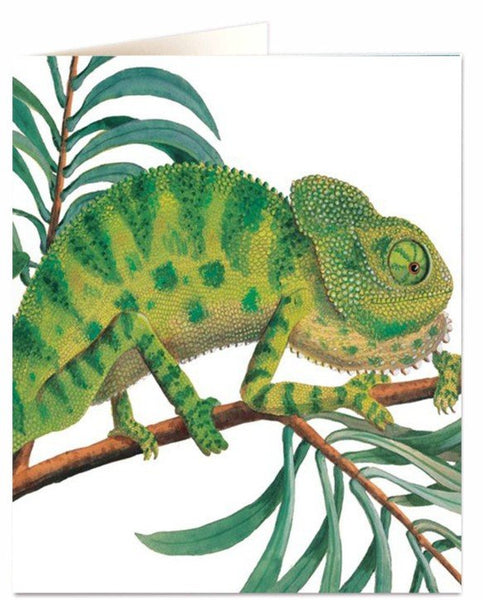 Card Chameleon Natural History Museum