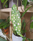 Wooden Birch Decorative Hanging Leaf Begonia