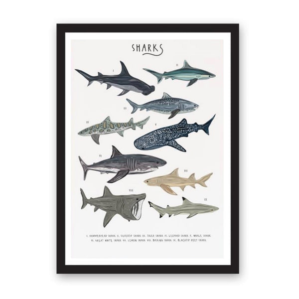 Print featuring an illustration of 9 different types of shark.